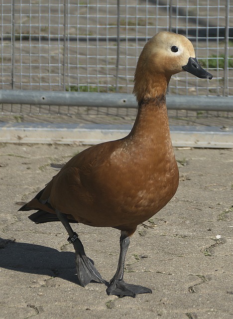 三十而立